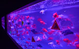 金魚と光が融合した「アートアクアリウム」がこの夏も