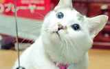 ねこ好きなら、ついニヤけ顔になってしまう、「吾輩は看板猫である」東京下町編