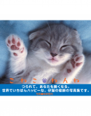風呂猫ブックス こねこねんね