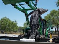 仕留められた巨大アリゲーター (AP Photo/Texas Parks and Wildlife Department)