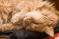 ダラ奥ばんざい<br />Photo by Thinkstock/Getty Images