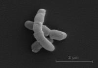 ニキビの原因「アクネ菌」で癌を撃退することに成功。三重大