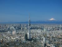 ハトの目線で見た「東京スカイツリー」がドキュメンタリー映画として今夏公開