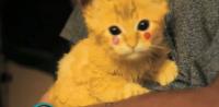 ビリビリしびれるかわいさ！ どうやら電撃は顕在なピカチュウ子猫（動画あり）