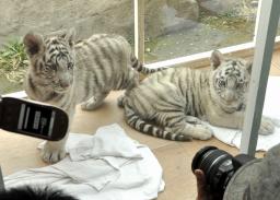 　鹿児島市の平川動物公園で一般公開されたホワイトタイガーの赤ちゃん＝１０日午前