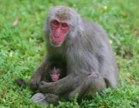母ザルに抱かれる今年第１号のサル「カンレキ」＝大分市神崎の高崎山自然動物園で、同園提供