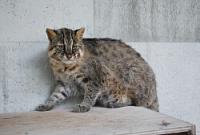 死亡したツシマヤマネコ「ジョージ」繁殖事業に大きく貢献した=福岡市中央区、市動物園で(2011年4月撮影)、同動物園提供