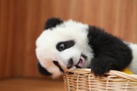 近藤真彦らが熱いサポート「パンダで東北被災地の子どもたちを元気づけたい」―日中震災孤児の支援活動も