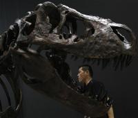 5月20日、ゴビ砂漠で見つかった肉食恐竜ティラノサウルスのほぼ完ぺきな骨格の化石がニューヨークで競売に掛けられ、105万ドルで落札された。写真は昨年都内で開かれた展覧会で展示されたティラノサウルスの化石(2012年 ロイター/Toru Hanai)