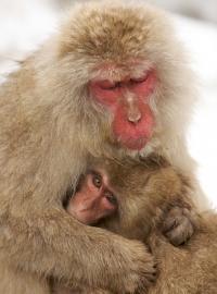 「人はホームレスや薬物中毒者よりも動物や車のほうに感情移入しやすい」という研究結果