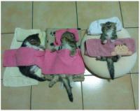 にゃんにゃんにゃん！ 今日2月22日は「猫の日」なのら!!