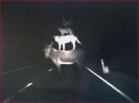 信じられない恐怖写真を激写！ まるでブレーメンの音楽隊