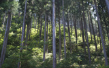 �������X�Â���� more trees�̎��g�݁i�Q�j