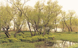 31���܂�more trees�̃t�H�g�G�L�V�r�V�����J�Ò�
