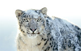 �ł�������OS�ɖ���������A�uSnow Leopard�v�ɒ���