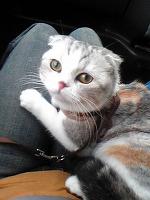 �l�R�V���b�s���O