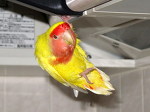 �����ь�̉^���B
