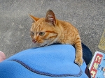 �ǂ�ڂ��L�Ƃ˂��ݒj�B