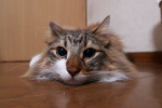 ぬーーーーーーん