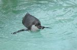 ペンギンの赤ちゃん