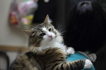 おんぶ猫