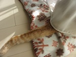 �L�΂��̒�