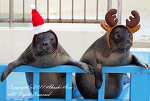 加茂水族館で あざらしサンタ☆
