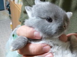 ２代目チロっぴの巻♪