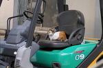 フォークリフトと三毛猫