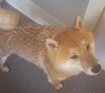 新しいチップが入ったら
