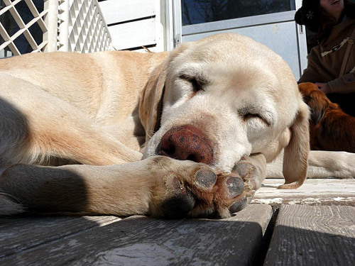 眠る犬