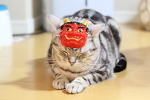 猫さま達の節分。