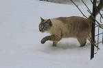 雪を駆ける