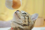 ニャンたるお顔！