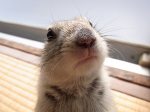 ふにふに。