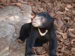 上野動物園のマレーグマ舎に訪れた春とフジ