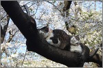 猫と桜