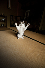やや飛ばし