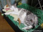 抱き枕を使う猫