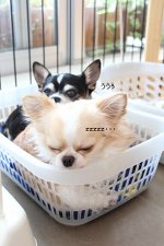 今日のぎゅうぎゅう
