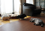 がさごそ…