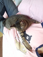 抱きつき猫