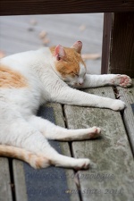 本日のネコ