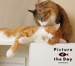 仔猫と老夫婦