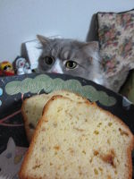 トリトリノキのケーキを狙うつぶ♪