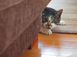 かくれんぼ好き