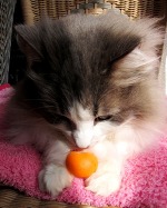 チビみかんののせのせをがんばりましたです