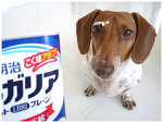 サニー（犬）の日常