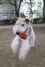今日も働く愛犬