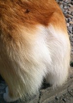 おしりにテントウムシ